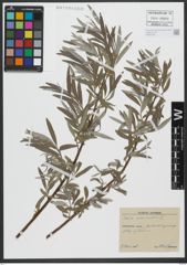 Foto von Salix viminalis L.